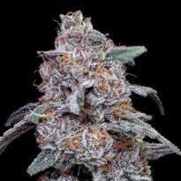 Image of Purple People Eater Auto 88 5 seeds - Gelato Seeds