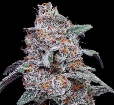 Image of Purple People Eater Auto 88 5 seeds - Gelato Seeds