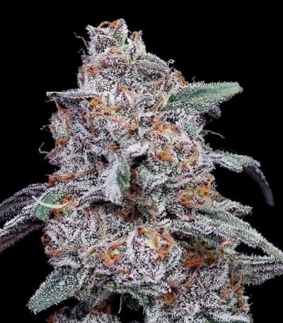 Image of Purple People Eater Auto 88 5 seeds - Gelato Seeds