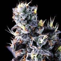 Image of Giggin' Grapes-Compound Genetics 101 3 Seeds - Gelato Seeds