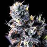 Image of Giggin' Grapes-Compound Genetics 101 3 Seeds - Gelato Seeds