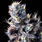 Image of Giggin' Grapes-Compound Genetics 101 3 Seeds - Gelato Seeds
