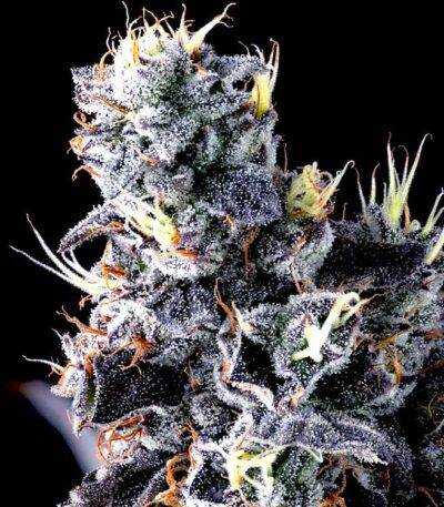 Image of Giggin' Grapes-Compound Genetics 101 3 Seeds - Gelato Seeds