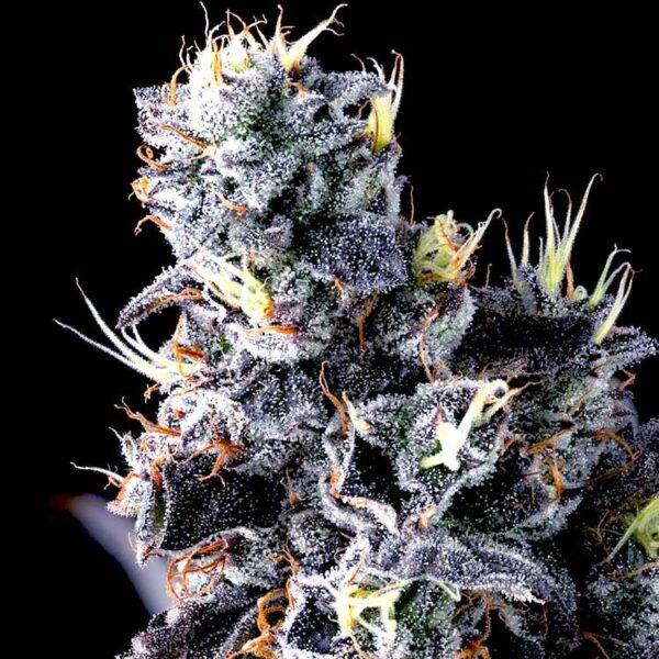Image of Giggin' Grapes-Compound Genetics 101 3 Seeds - Gelato Seeds