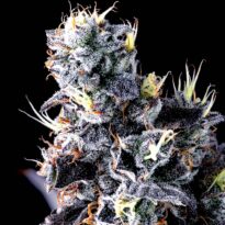 Image of Giggin' Grapes-Compound Genetics 101 3 Seeds - Gelato Seeds