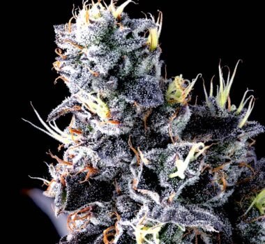 Image of Giggin' Grapes-Compound Genetics 101 3 Seeds - Gelato Seeds