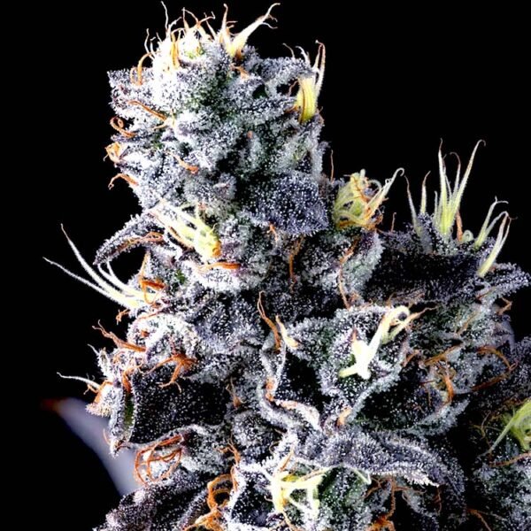 Image of Giggin' Grapes-Compound Genetics 101 3 Seeds - Gelato Seeds