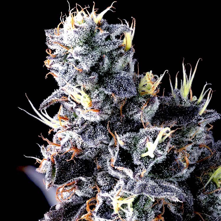 giggingrapes Image of Giggin' Grapes-Compound Genetics 101 3 Seeds - Gelato Seeds