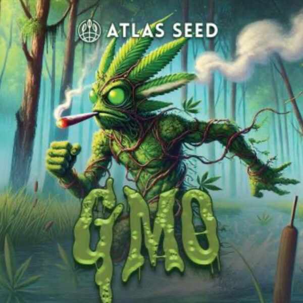 Image of GMO Auto by Atlas Seed 5+3 seeds - Gelato Seeds