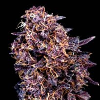 Image of GMO Auto by Atlas Seed 5+3 seeds - Gelato Seeds