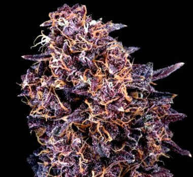 Image of GMO Auto by Atlas Seed 5+3 seeds - Gelato Seeds