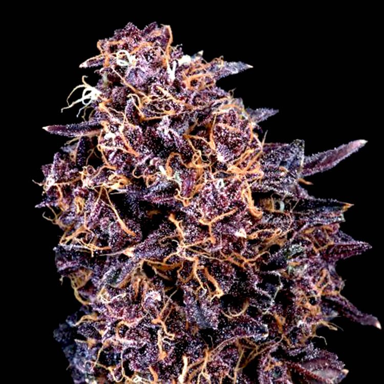 GMO Autoflower seeds by Atlas Seed Image of GMO Auto by Atlas Seed 5+3 seeds - Gelato Seeds