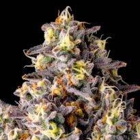 Image of Kumamotoz - Compound Genetics 101 3 Seeds - Gelato Seeds