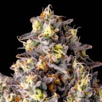Image of Kumamotoz - Compound Genetics 101 3 Seeds - Gelato Seeds