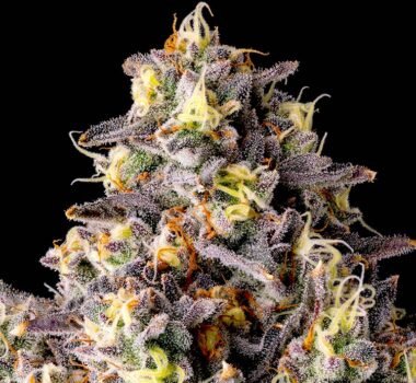 Image of Kumamotoz - Compound Genetics 101 3 Seeds - Gelato Seeds