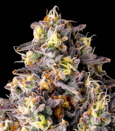 Image of Kumamotoz - Compound Genetics 101 3 Seeds - Gelato Seeds