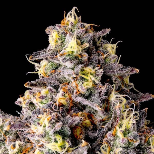 Image of Kumamotoz - Compound Genetics 101 3 Seeds - Gelato Seeds