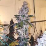 Image of AUTO-DRAFT - Gelato Seeds