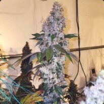 Image of AUTO-DRAFT - Gelato Seeds