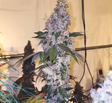 Image of AUTO-DRAFT - Gelato Seeds