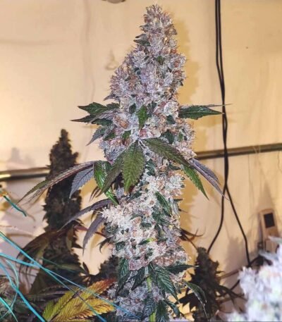 Image of AUTO-DRAFT - Gelato Seeds