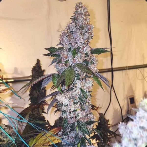 Image of AUTO-DRAFT - Gelato Seeds