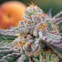 Image of Orange Apricot Glue XL Auto 3+1 free - Gelato Seeds