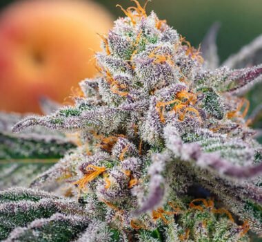 Image of Orange Apricot Glue XL Auto 3+1 free - Gelato Seeds