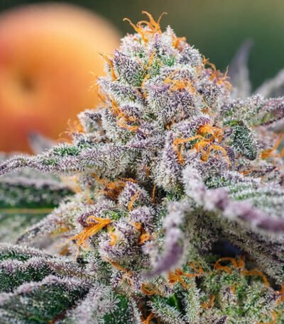 Image of Orange Apricot Glue XL Auto 3+1 free - Gelato Seeds