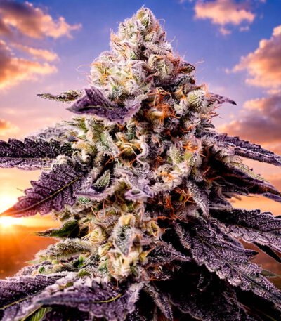 Image of Permanent Jealousy XL Auto - Sweet Seeds 1207 3+1 seeds - Gelato Seeds