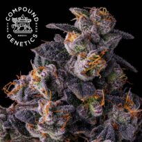 Image of Rainbow Pave - Compound Genetics - Gelato Seeds