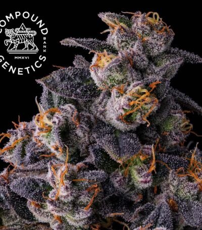 Image of Rainbow Pave - Compound Genetics - Gelato Seeds