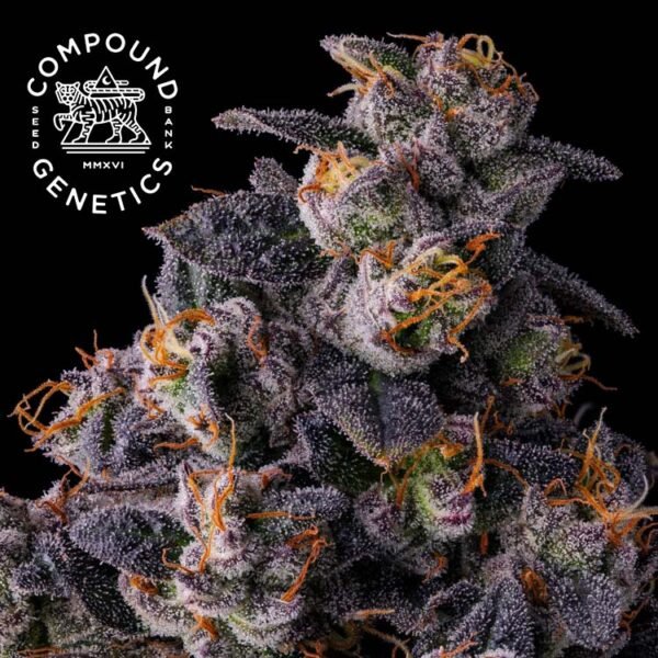 Image of Rainbow Pave - Compound Genetics - Gelato Seeds