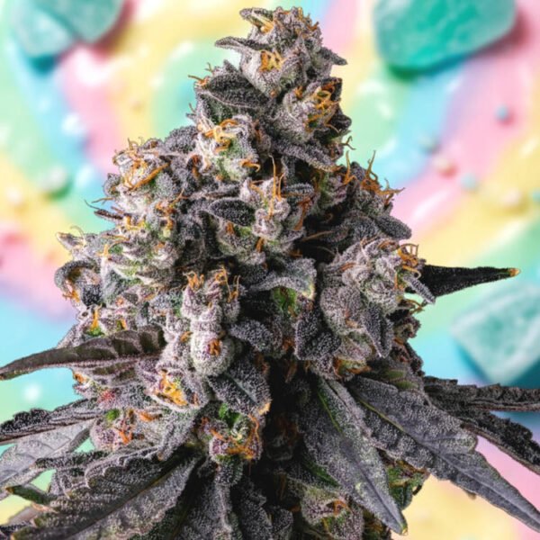 Image of Rainbow Pave - Compound Genetics - Gelato Seeds