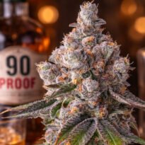 Image of 90 Proof - Compound Genetics 101 3 Seeds - Gelato Seeds