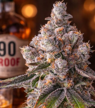 Image of 90 Proof - Compound Genetics 101 3 Seeds - Gelato Seeds