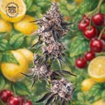 Image of Lemon Cherry Pavé - Compoud Genetics - Gelato Seeds