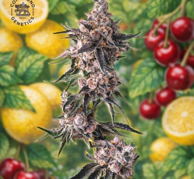 Image of Lemon Cherry Pavé - Compoud Genetics - Gelato Seeds