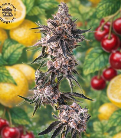 Image of Lemon Cherry Pavé - Compoud Genetics - Gelato Seeds