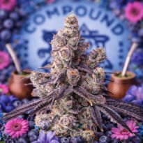 Image of Mora Azul - Compound Genetics - Gelato Seeds