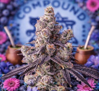 Image of Mora Azul - Compound Genetics - Gelato Seeds