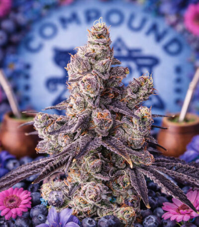 Image of Mora Azul - Compound Genetics - Gelato Seeds