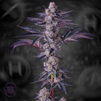 Image of New Money - Compound Genetics 101 3 Seeds - Gelato Seeds