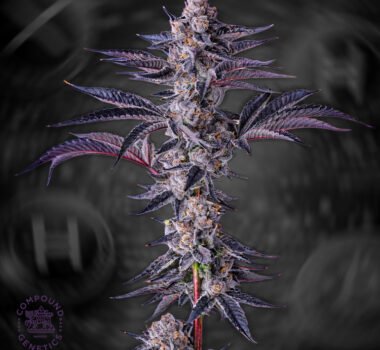 Image of New Money - Compound Genetics 101 3 Seeds - Gelato Seeds