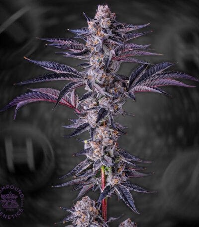 Image of New Money - Compound Genetics 101 3 Seeds - Gelato Seeds