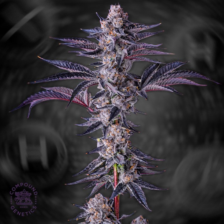 New Money seeds by Compound Genetics Image of New Money - Compound Genetics 101 3 Seeds - Gelato Seeds