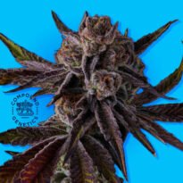 Image of Purple Preserves - Compound Genetics - Gelato Seeds