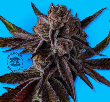 Image of Purple Preserves - Compound Genetics - Gelato Seeds