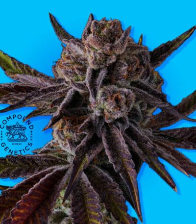 Image of Purple Preserves - Compound Genetics - Gelato Seeds