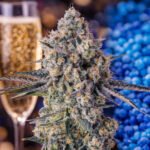 Image of Zhampagne - Compound Genetics - Gelato Seeds
